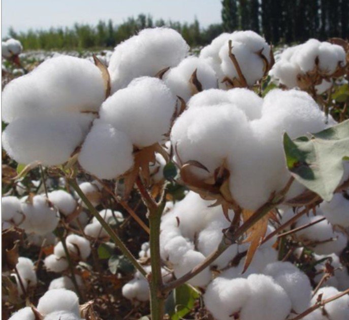 Raw cotton